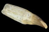 Fossil Rooted Mosasaur (Prognathodon) Tooth - Morocco #116954-1